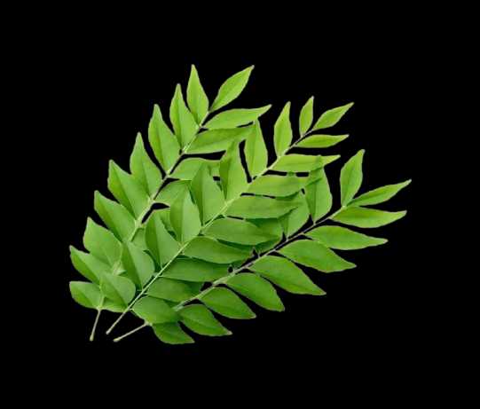 Vegetable Name in english and Hindi